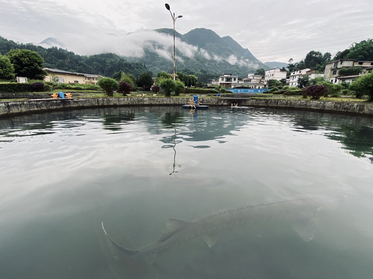 historia-caviar-del-tibet