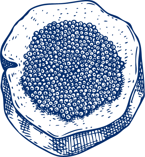 guia-del-caviar-caviar